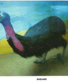 Kasuari
