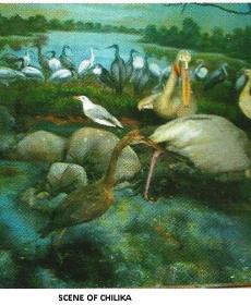 Scene of chilika lake